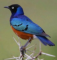 Bright blue bird