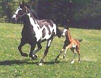 Running foal